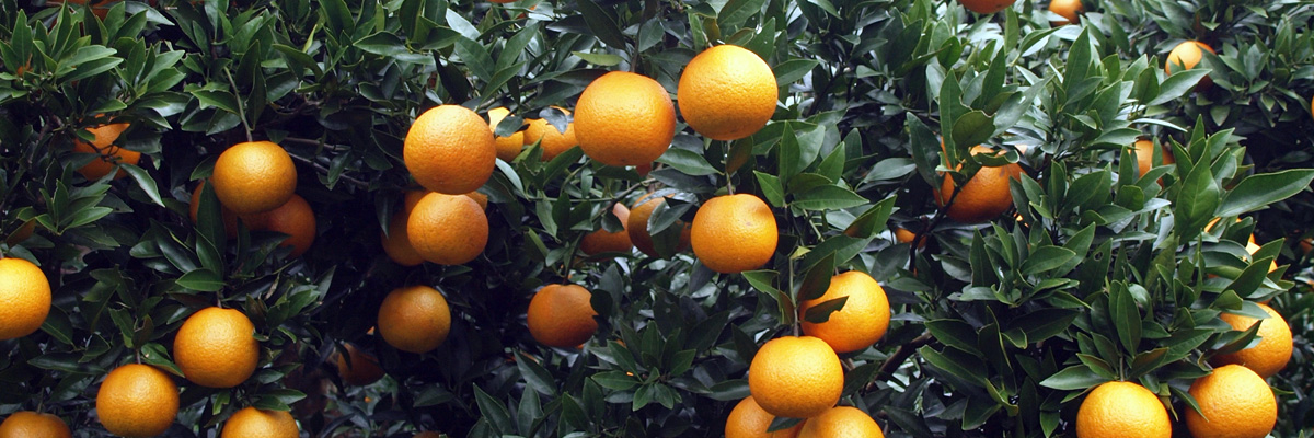 奄美完熟たんかん