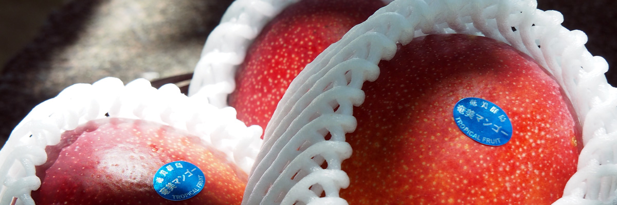 奄美完熟マンゴー